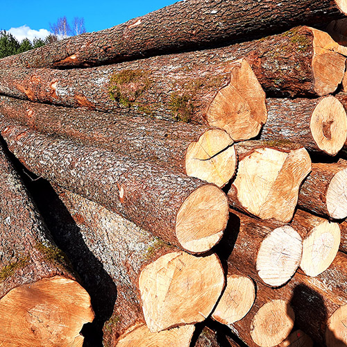 Alder Logs