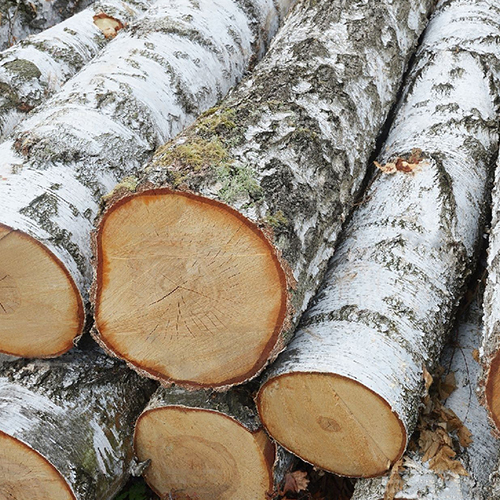 Birch Round Logs (Betula Pendula)